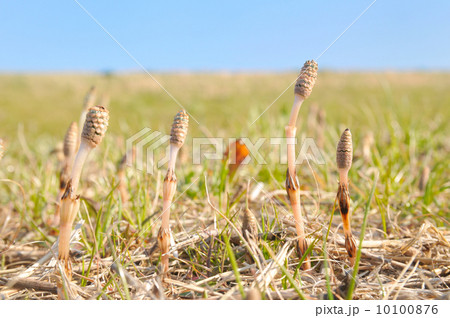 土手の土筆 土手の土筆 10100876