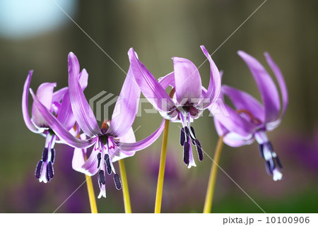 カタクリの花 10100906