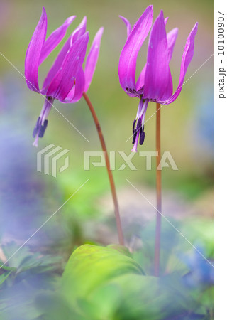 カタクリの花 10100907