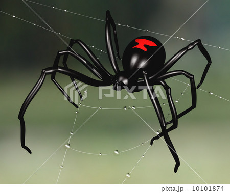 Black Widow Spider 10101874