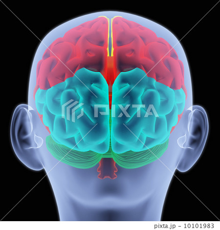 brain brain 10101983