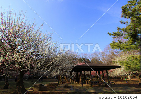 砧公園の梅 砧公園の梅 10102064