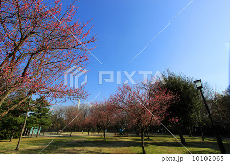 芦花公園の梅 10102065