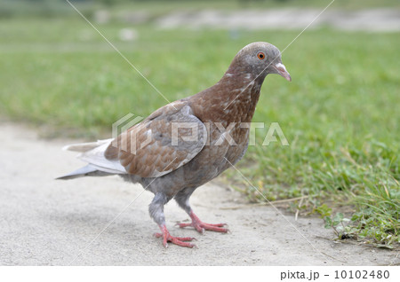 Dove Dove 10102480