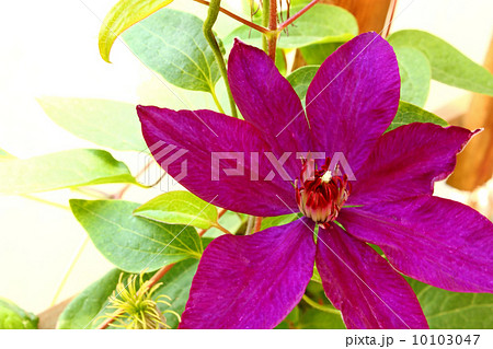 Clematis flower 10103047