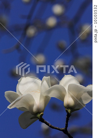 白木蓮と青空 10103532