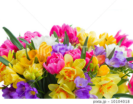 freesia and daffodil  flowers  border 10104018