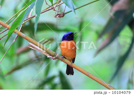 コチャバラオオルリ 10104079