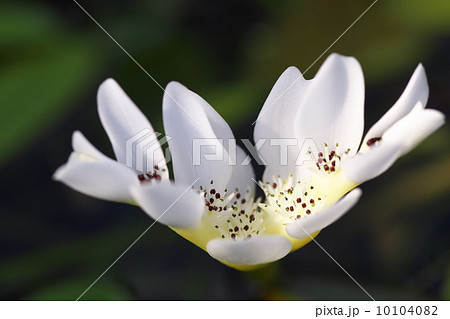 ミズサンザシ 10104082