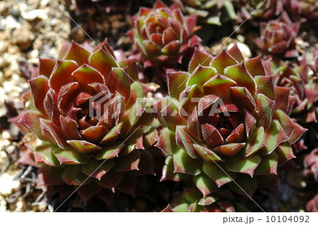 センペルビウム センペルビウム 10104092