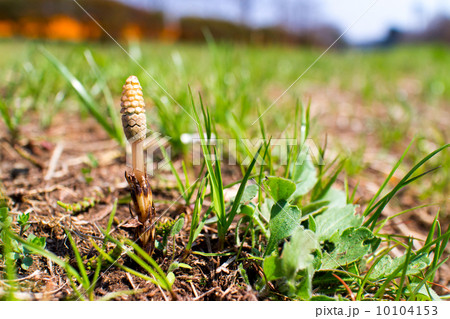 春の自然風景~つくし~ 春の自然風景~つくし~ 10104153