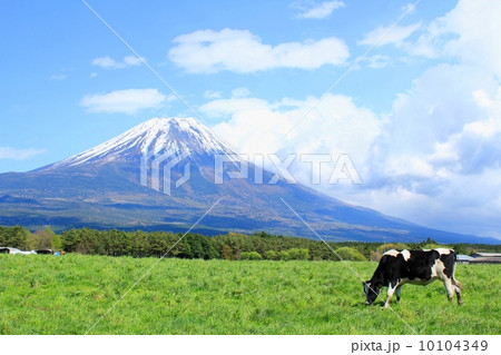 富士山と牧場の牛 10104349