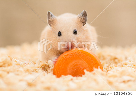 にんじんを食べるキンクマハムスター 10104356