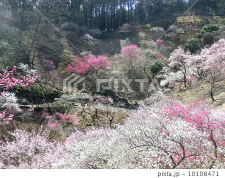 青梅市梅の公園（全伐採直前） 10108471
