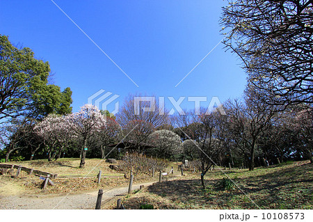 品川区民公園の梅  品川区民公園の梅  10108573