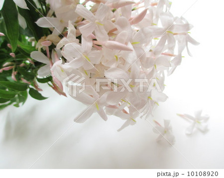 強い芳香のある小さな花　羽衣ジャスミン 10108920