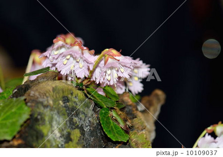 イワウチワ イワウチワ 10109037