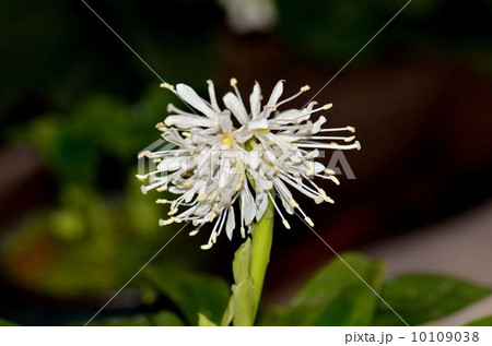 ショウジョバカマ 10109038