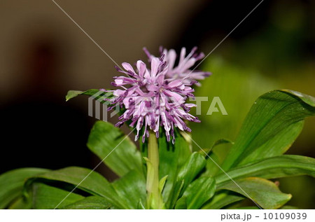 ショウジョバカマ 10109039