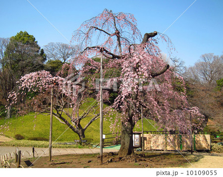 小石川後楽園のしだれ桜の写真素材