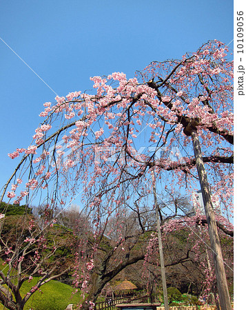 小石川後楽園のしだれ桜 小石川後楽園のしだれ桜 10109056
