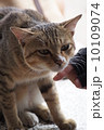 猫 10109074