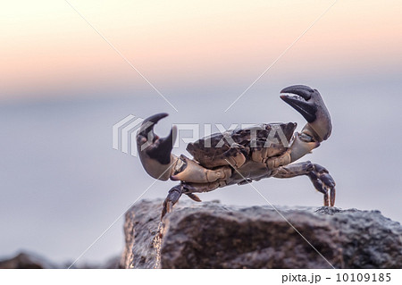 crab 10109185