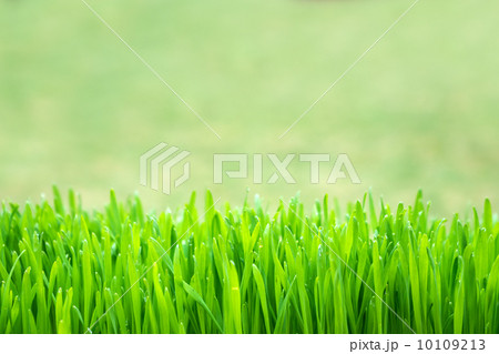 grass grass 10109213