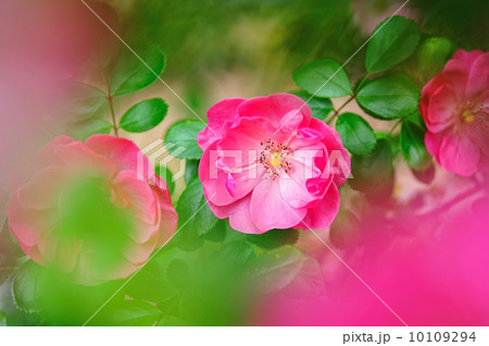 薔薇 薔薇 10109294
