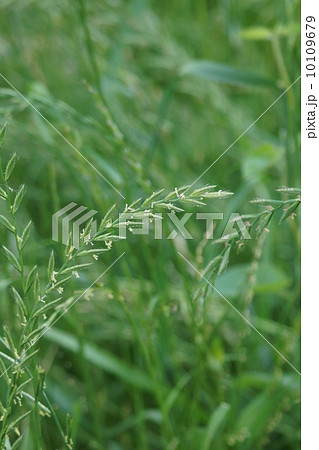 鼠麦ネズミムギ 昔は牧草だったようです。 鼠麦ネズミムギ 昔は牧草だったようです。 10109679