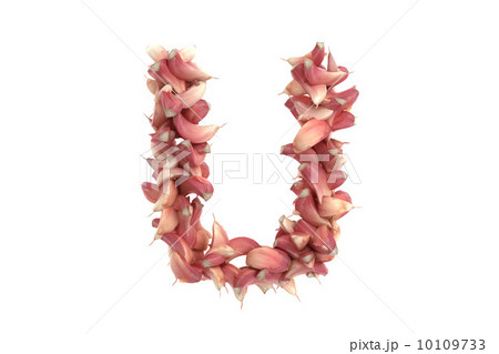 Garlic letter U on white background 10109733