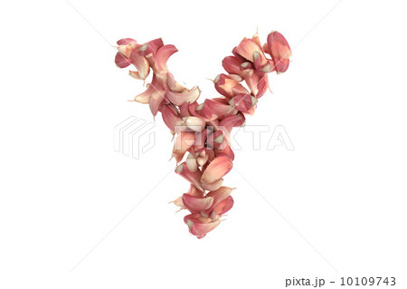 Garlic letter Y on white background 10109743