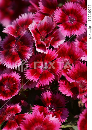 髭撫子(ひげなでしこ) 美女撫子と呼ばれています。 髭撫子(ひげなでしこ) 美女撫子と呼ばれています。 10110043