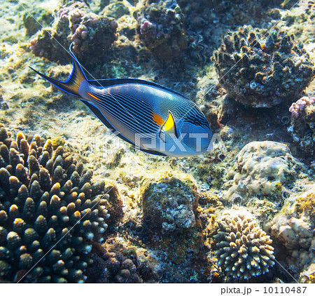 Coral fish Coral fish 10110487