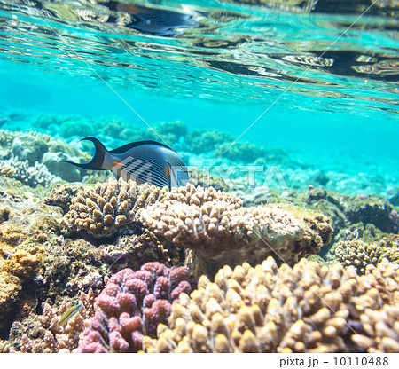 Coral fish Coral fish 10110488