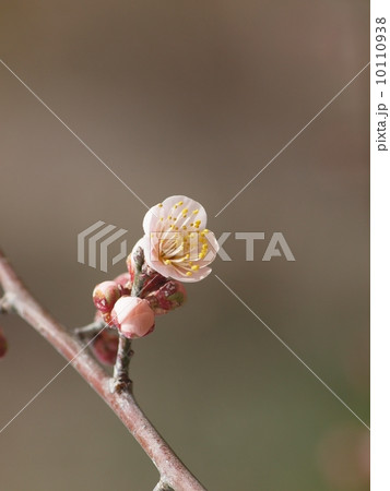 岡山市後楽園の淡紅梅（鶯宿） 10110938
