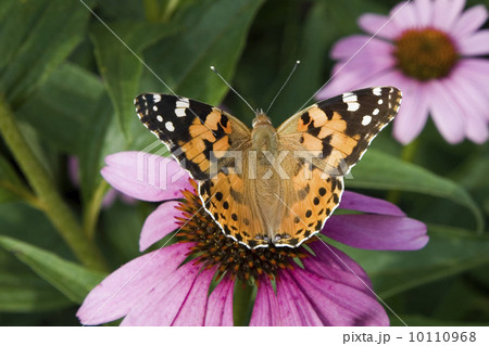 Painted lady (Vanessa cardui) on an Echinacea flower 10110968