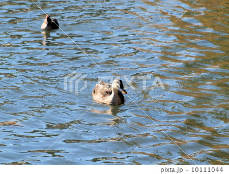 早春の晴れた公園の池に泳ぐ鯉と2羽のコガモ 早春の晴れた公園の池に泳ぐ鯉と2羽のコガモ 10111044