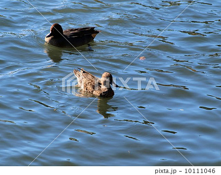 早春の晴れた公園小池に泳ぐ鯉と2羽のコガモ 早春の晴れた公園小池に泳ぐ鯉と2羽のコガモ 10111046