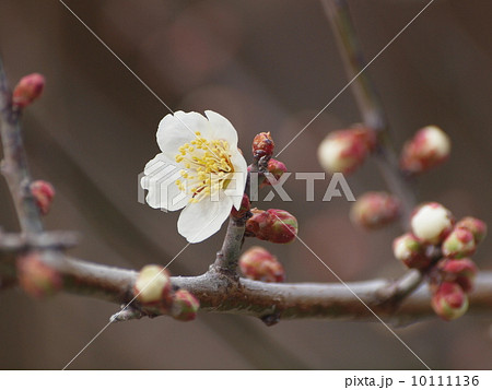 岡山市小鳥の森の清楚な梅の花（紅さし） 10111136