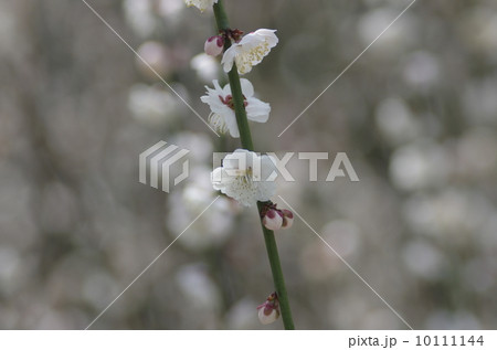 岡山市小鳥の森の清楚な梅の花（紅さし） 10111144