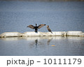 水辺のカワウ 水辺のカワウ 10111179