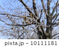 ソメイヨシノの蕾 ソメイヨシノの蕾 10111181