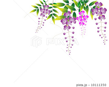 藤の花のイラスト素材 10111350 Pixta