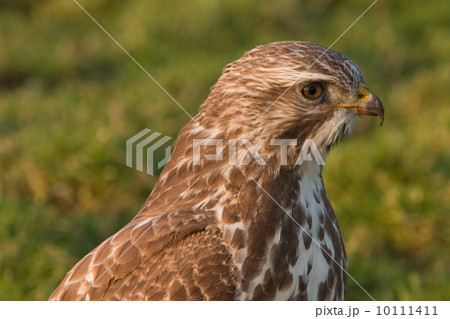 Buzzard (Eemnes, the Netherlands) 10111411