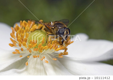 Macro of a bee 10111412