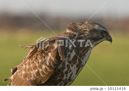 Buzzard (Eemnes, the Netherlands) 10111416