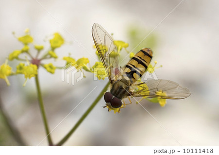 Hoverfly (Syrphidae) 10111418