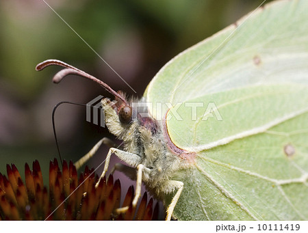 Brimstone (Gonepteryx rhamni) 10111419