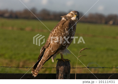 Buzzard (Eemnes, the Netherlands) 10111431